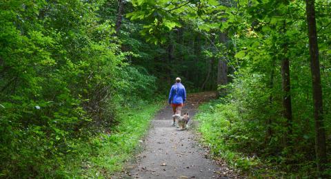 一个女人带着她的狗在大学森林里散步 