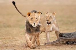 两只小狮子走过非洲的一片田野.