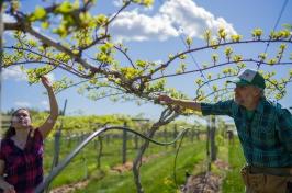 Male in baseball cap inspects vines with female in bright shirt