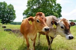 两头来自主要研究有机乳制品研究农场的奶牛望向镜头左边.