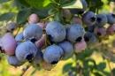 在伍德曼园艺研究农场的蓝莓果园里采摘的一簇蓝莓.